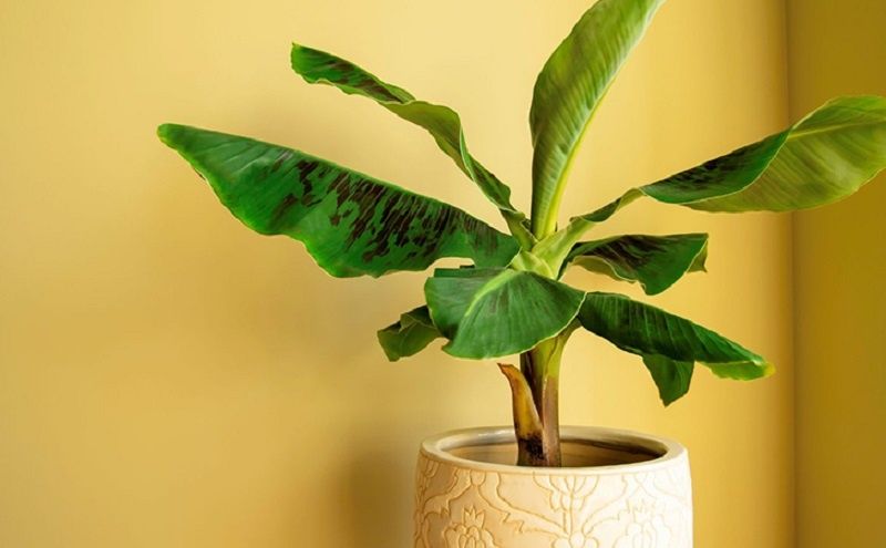 ����������� ��������� ������ �� ��������: �������� �� ����� �����������