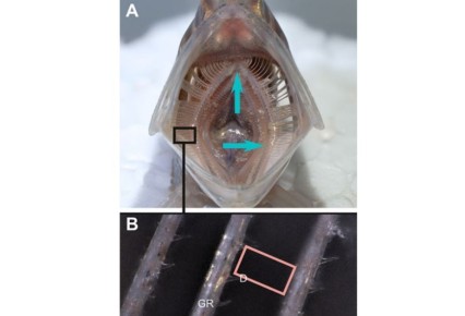 ����� ����������: ������ ��� ���������� ����� ���������� 99% �������������