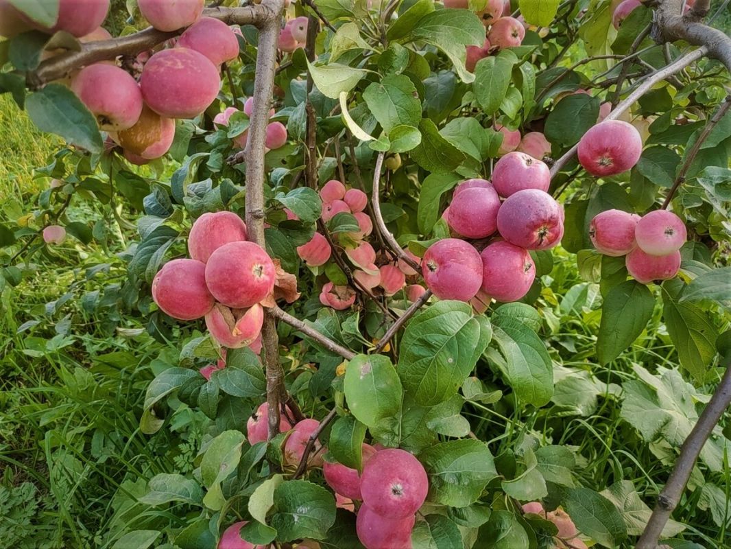 ������ �������� ������ � ������ � ������ ���� ��� ������