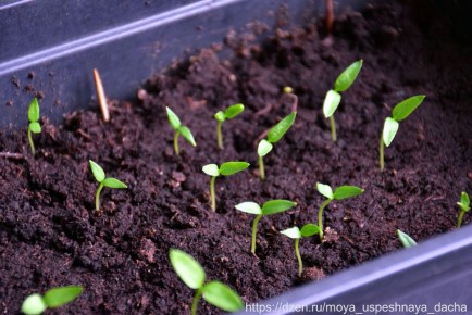 ������ ������ �������� ������ ����� �� ������� � �������� ������� �������