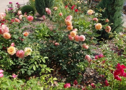 �������� ������ ������������ ��������: �������� � �����