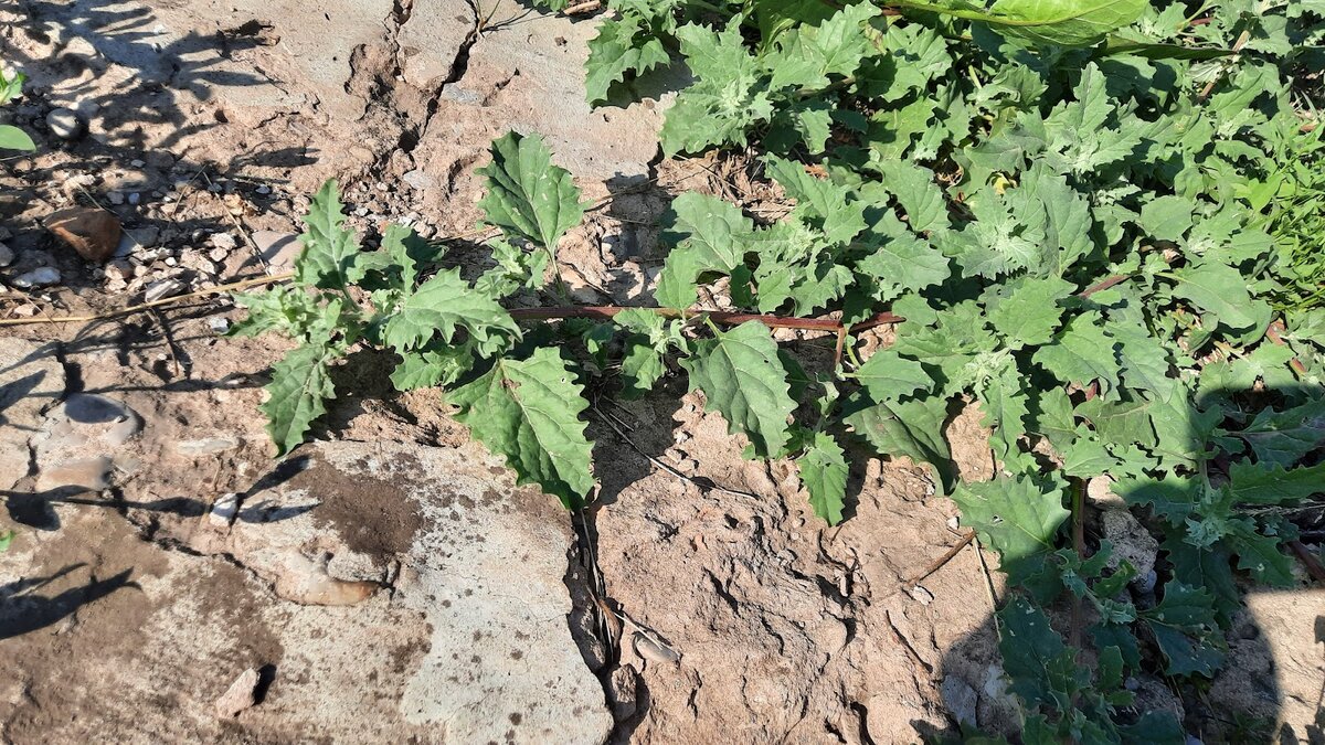 Эффективный метод борьбы с сорняками: простое решение, которое изменит вашу дачу