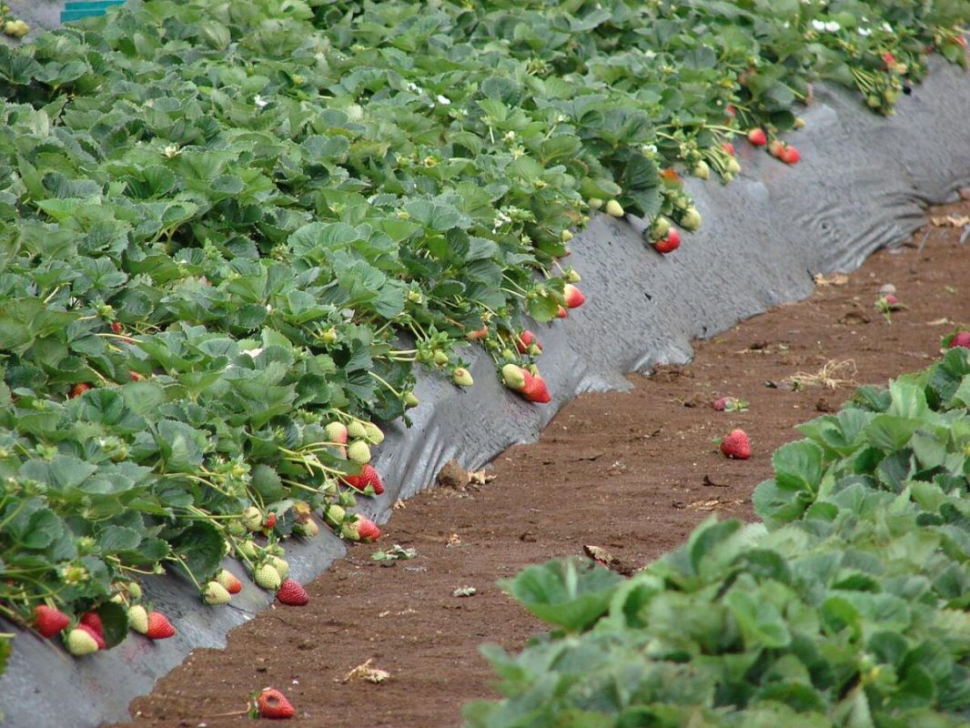 ��� ������ ���� ������ �������� �� �������� ���������