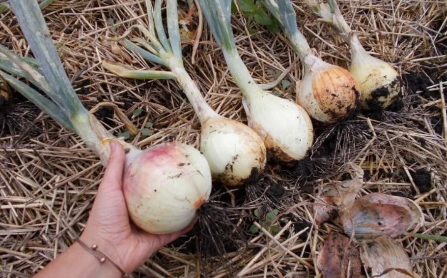 ����� ���� �������� ������ ����: ������ ��� � ������ ���������