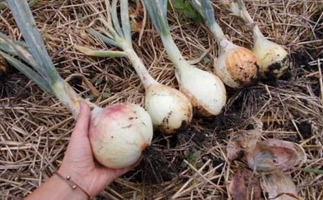 Когда пора собирать урожай лука: лунные дни и советы агрономов