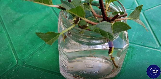 ���������� �������� ��� ������: ���������� ��������� ��������