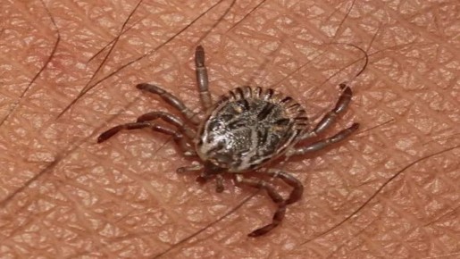 Как защититься от клещей: лучшие советы и средства