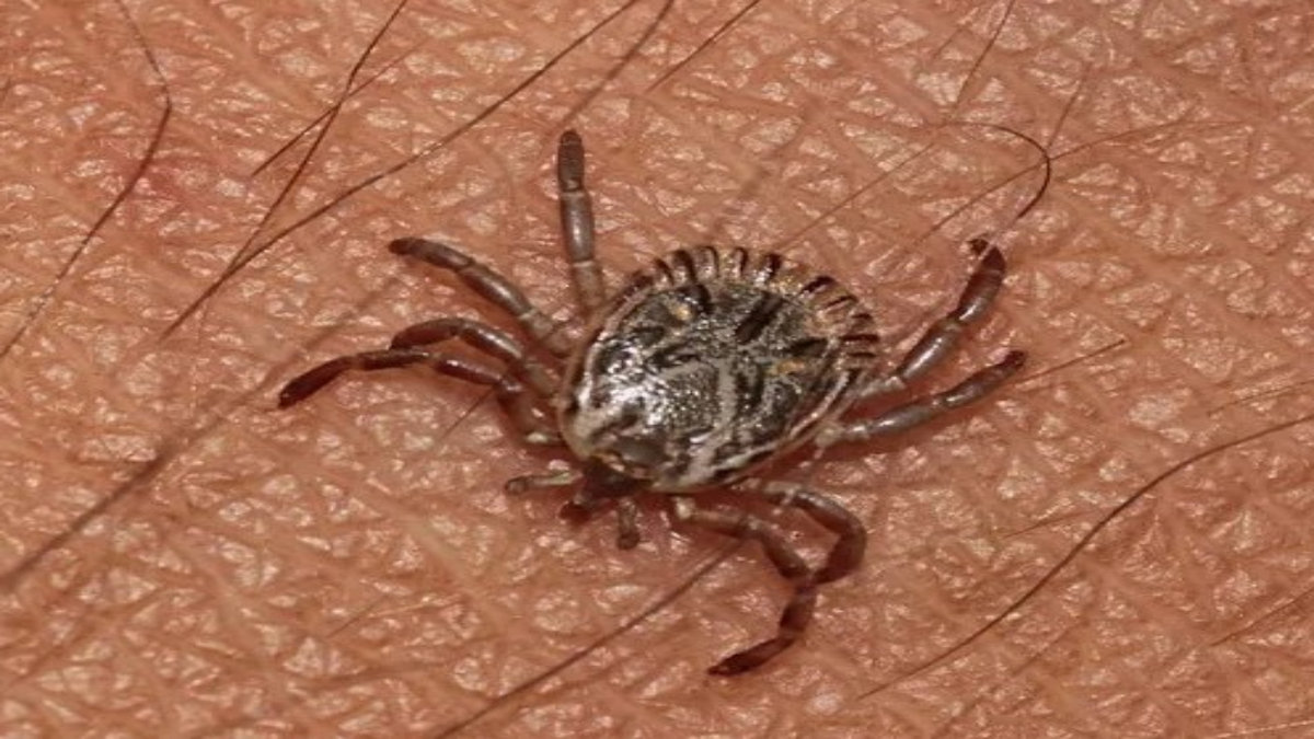 Как защититься от клещей: лучшие советы и средства