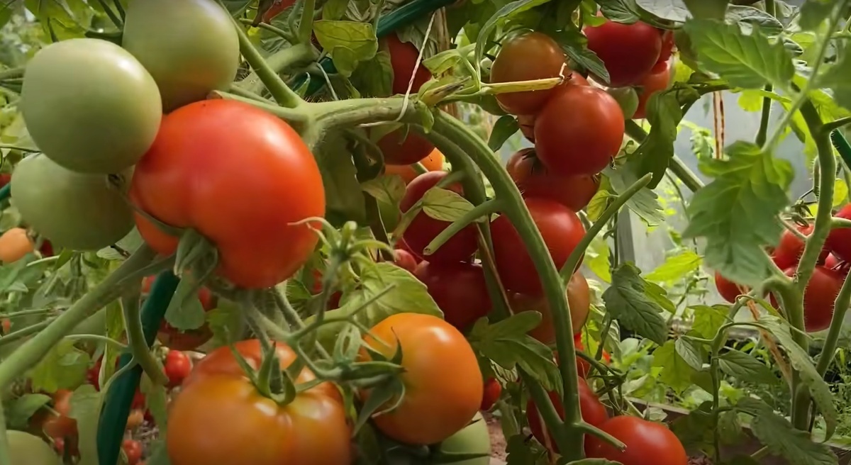 Уход за томатами в августе: секреты для простого и быстрого вызревания