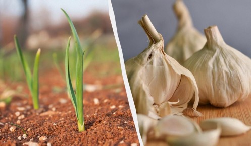 ��� �������� ������ ������ � ��� �� ������ �������