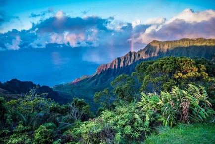 На краю света: гибискадельфус вновь найден благодаря дрону