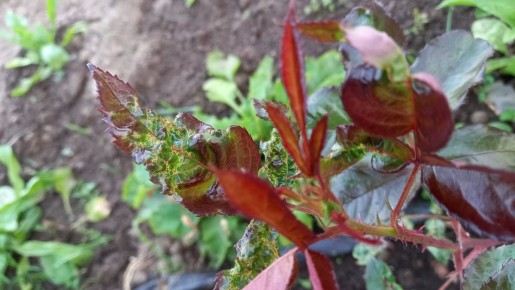 Как использовать муравьев на свою пользу: секреты борьбы с тлей без химии