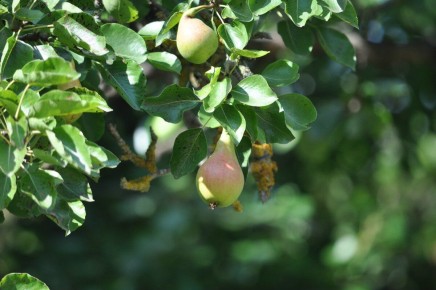 Груши для средней полосы России: лучшие сорта для вашего сада