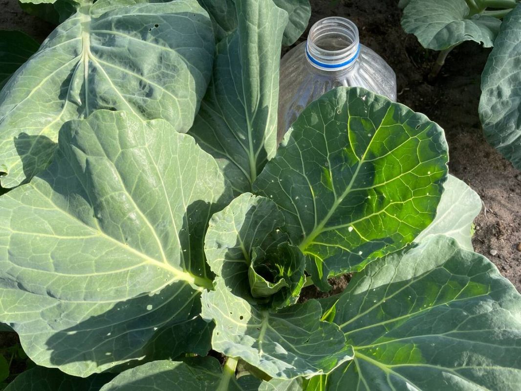 ����������� ������ ������ �� ��������: ��� ������ ������� � ��������� �����