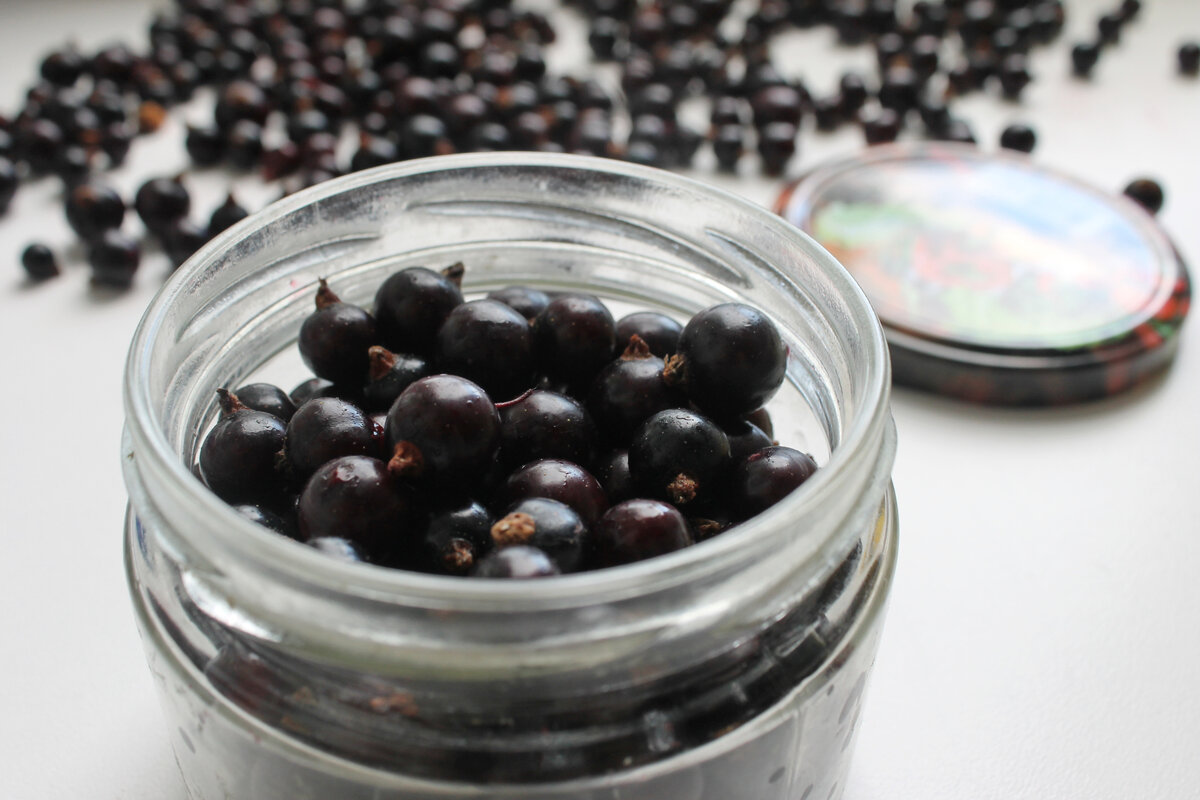 Запасы черной смородины: радость для вашего стола зимой