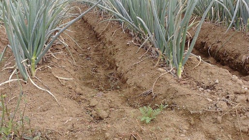 Эффективные методы борьбы с луковой мухой: советы для огородников