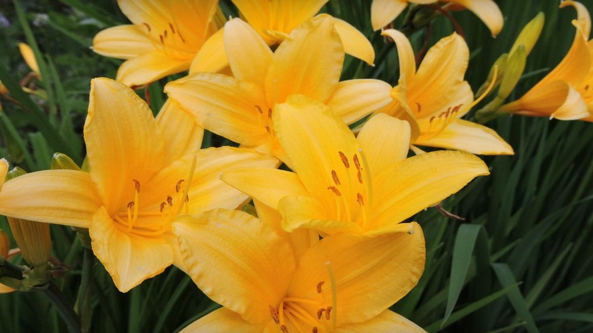 ��� ��������� �������� ����� �� ���������� ����� �� �����: ������� �������� ��������