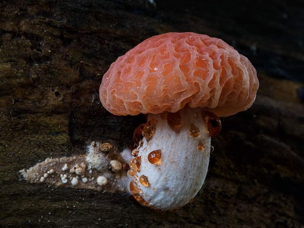 ����, ������� ���� ������� ����������� �������