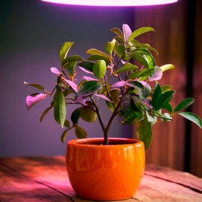 ���������� �� �����������: ����������� ����