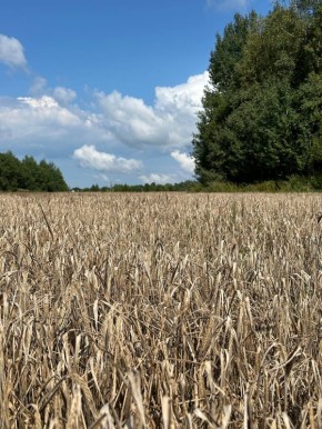 Зачем грустить? Идеи для бесплатного счастья в августе