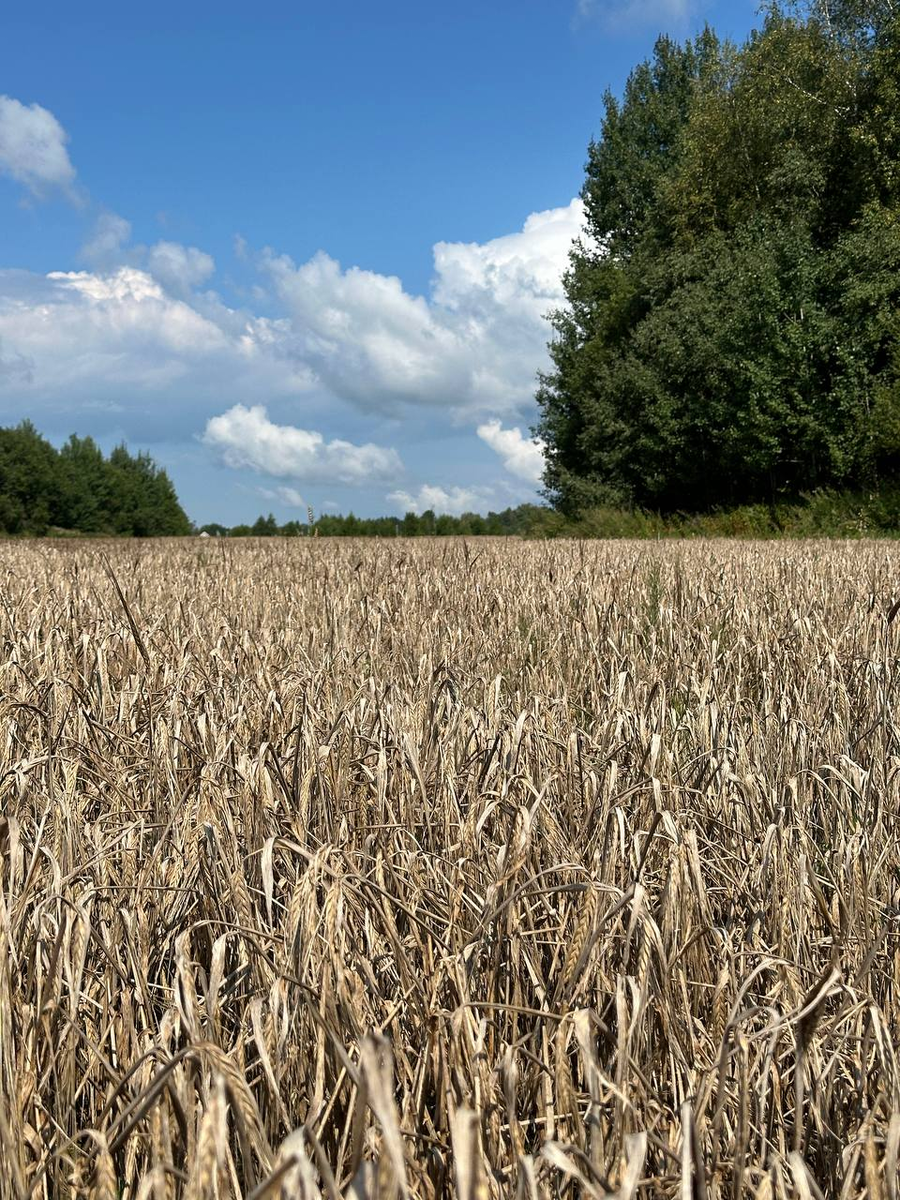 Зачем грустить? Идеи для бесплатного счастья в августе