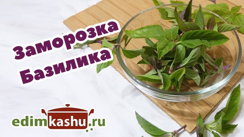Секреты заморозки базилика: сохраняем летние ароматы на всю зиму