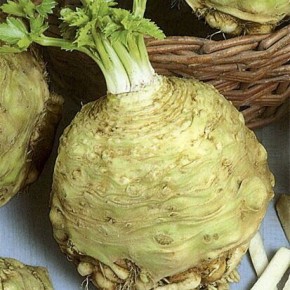 ������� ��������� ����������� ��������� ���������: 5 ������ ������ ��� ������ �������