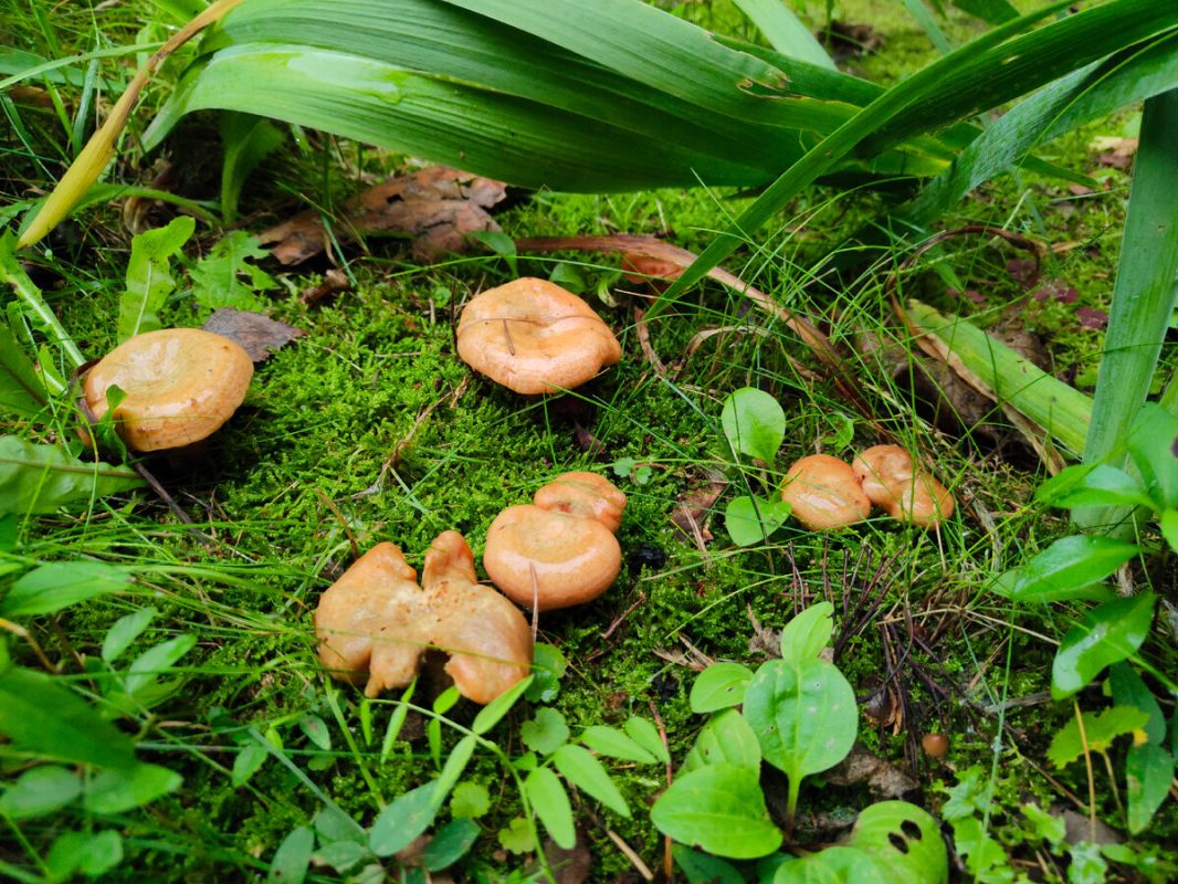 ��� �������� ��������� ������ ��� � ������: ���� ��� ������� ����