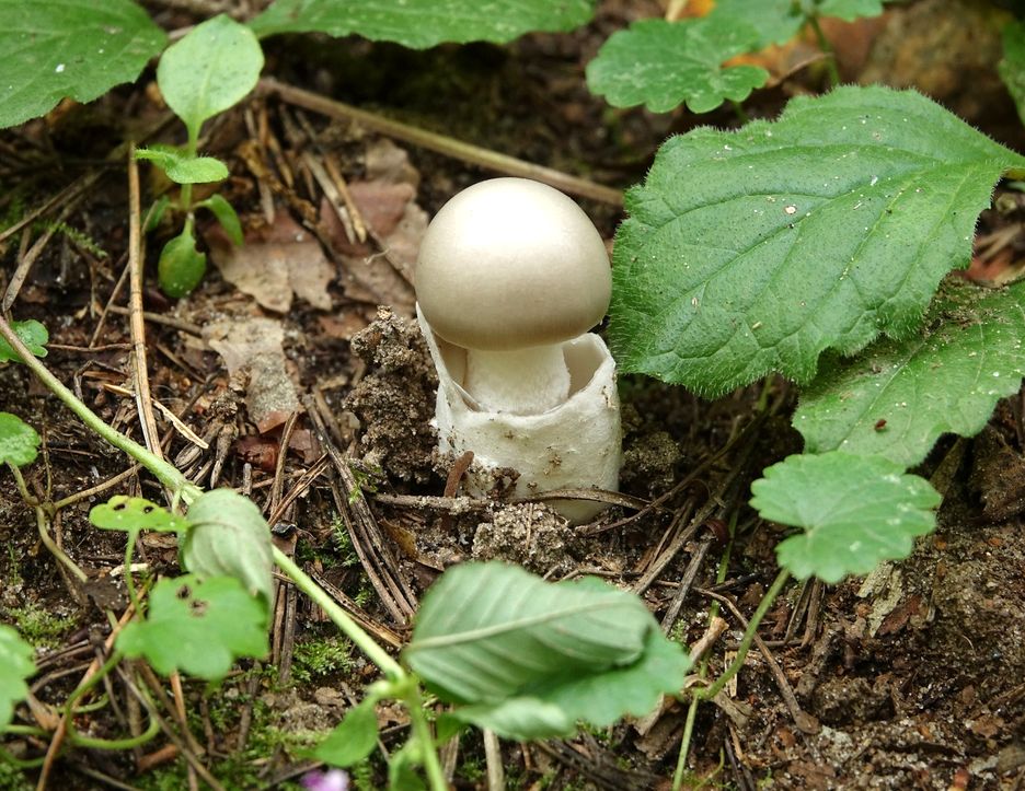 ����������� ��������: ����������� ������ ��������