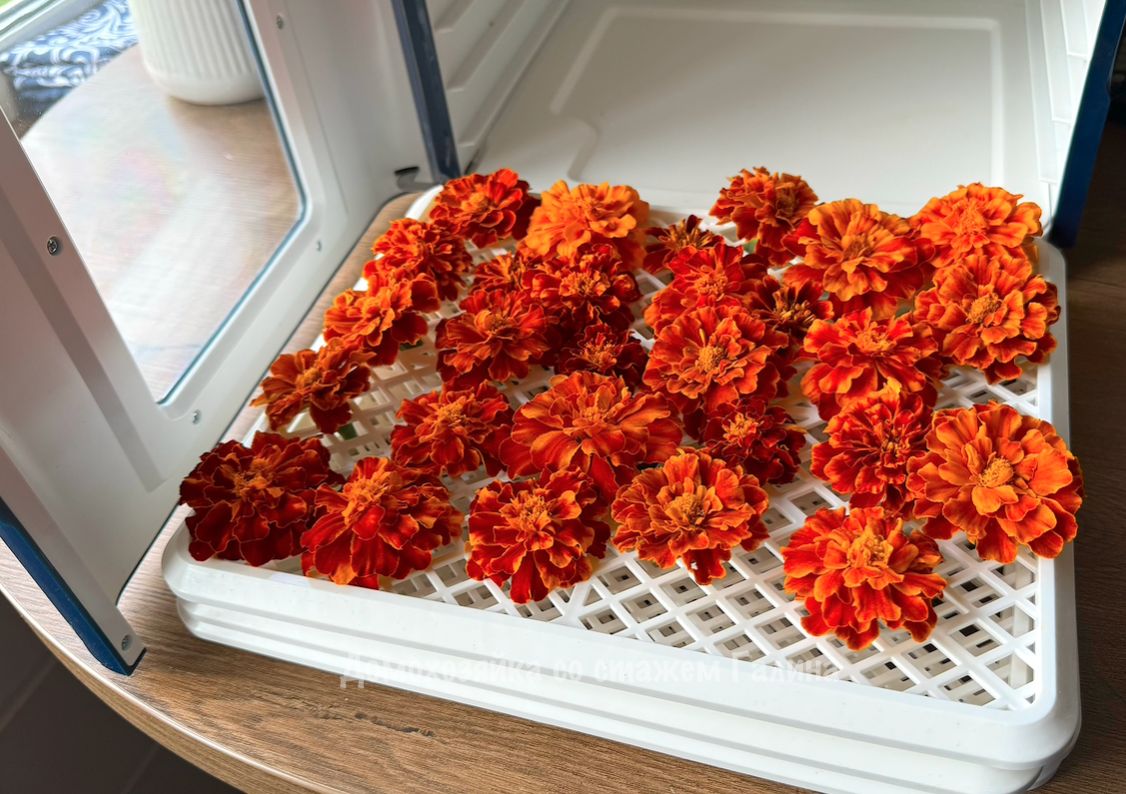 Как бархатцы могут украсить зиму: секреты заготовки