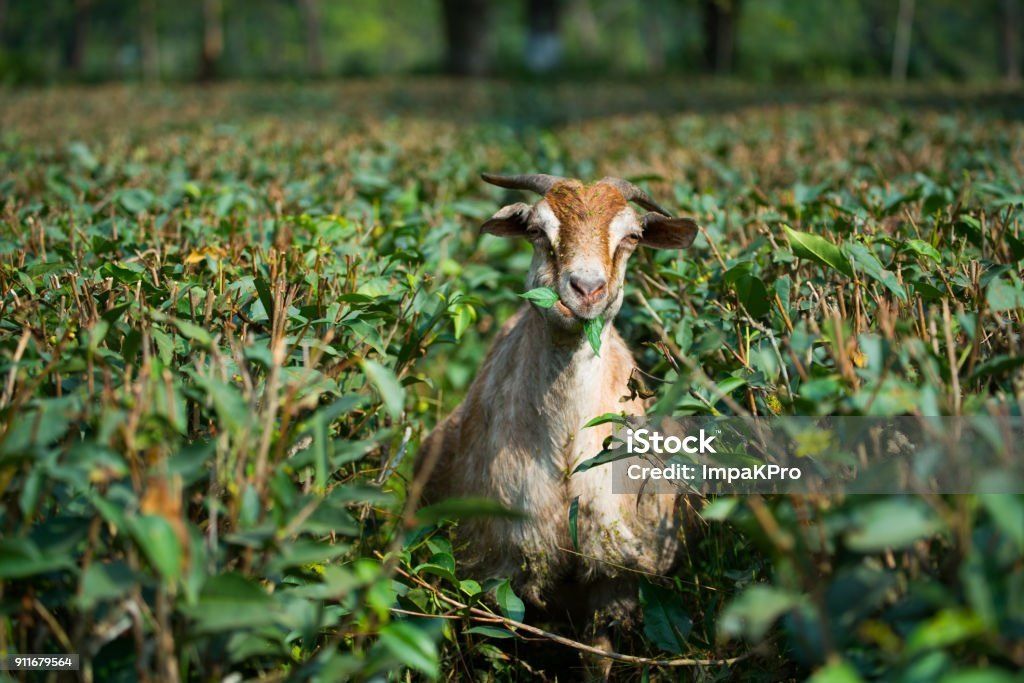 Фермерский чай: что стоит за концепцией и как его распознать