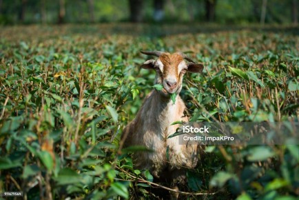 ���������� ���: ��� ����� �� ���������� � ��� ��� ����������