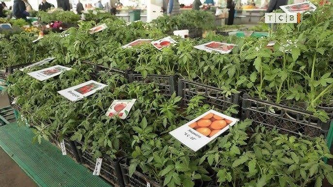 ��� ������� ������������ ������� ��� ��������� ������