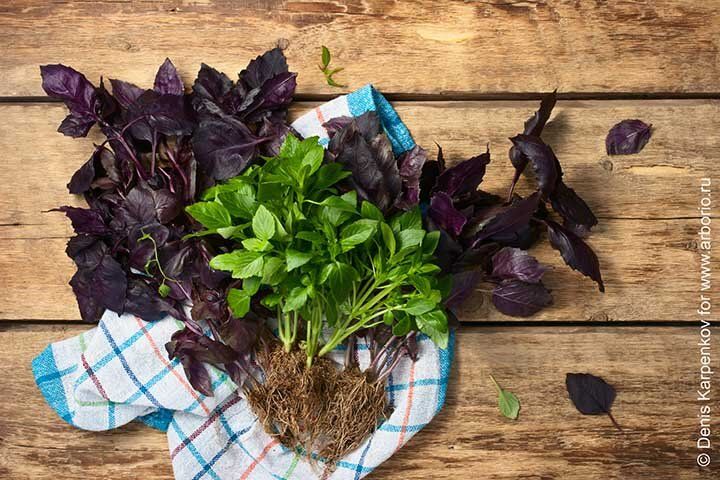 Загадочный мир базилика