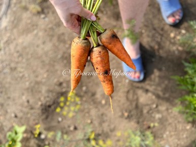 ������ ����������� ������ ��������� ��� ������ �����