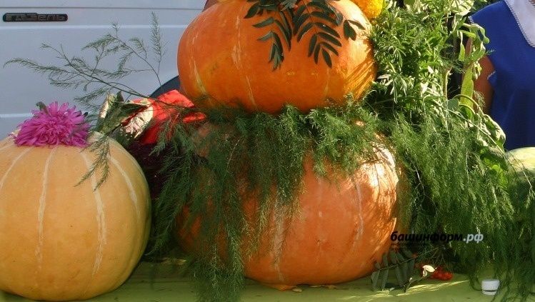 ���-����� �� ��� �� �������� ����������� ������� ������ �����