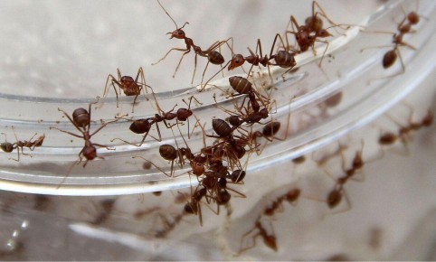 ������� � ���������: ��� ���������� �������� ���������� �������������