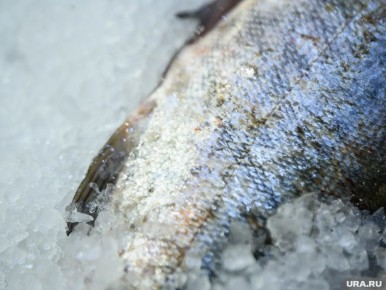 ���� �� ����� ������������ ������: ��� ������ �� ����� ����