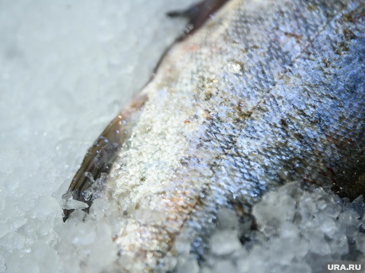 Цена на пикшу стремительно падает: что влияет на рынок рыбы