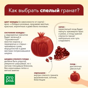 Зачем гранат стал суперфруктом нашего времени?