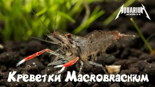 Креветки макробрахиум: особенности, содержание и совместимость в аквариуме