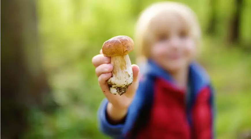 Грибы не только вкусны, но и полезны: неожиданный источник витамина D