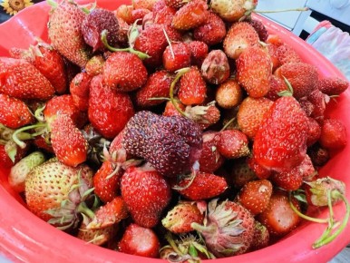 Как правильно заморозить клубнику: секреты удачных заготовок