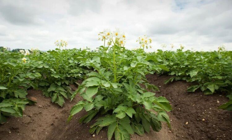 ����������� ����������������� ��������� �������� � ����: ����� ���� ������������