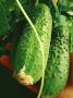 Зимние огурцы: простое и вкусное лакомство на каждый день