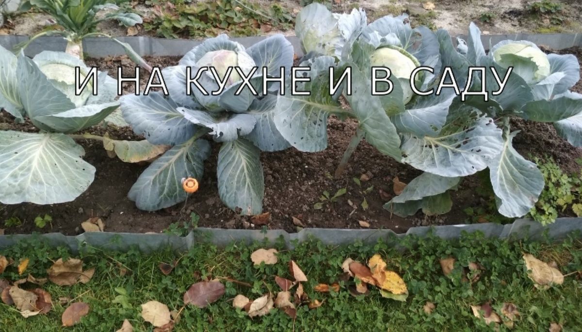 Сохранение капусты до весны: советы от опытных садоводов